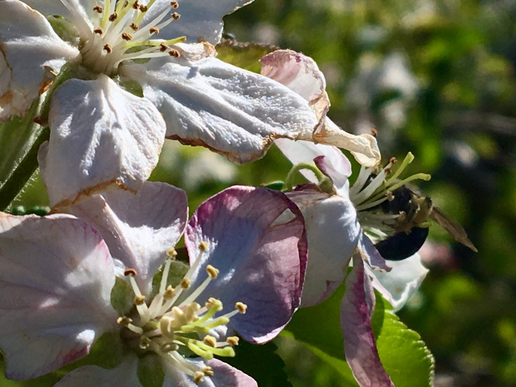 Carpenter Bee pollinating apple blossom